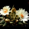 Качественные семена кактуса Ariocarpus trigonus