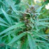Качественные семена марихуаны Durban Poison
