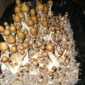 купить споры псилоцибиновых грибов Huatla