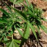 Недорогие семена марихуаны Auto Betty Boo feminised