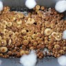 купить отпечатки псилоцибиновых грибов Ecuador недорого
