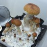 купить качественные споры псилоцибиновых грибов Ecuador