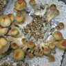 заказать качественные споры псилоцибиновых грибов Tasmanian