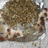 заказать оттиск псилоцибиновых грибов Tasmanian