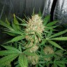 Качественные семена марихуаны Auto White Widow CBD feminised Ganja Seeds