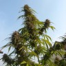 Недорогие семена марихуаны Auto White Widow CBD feminised Ganja Seeds