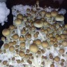 купить взвесь псилоцибиновых грибов Hawaii в Украине