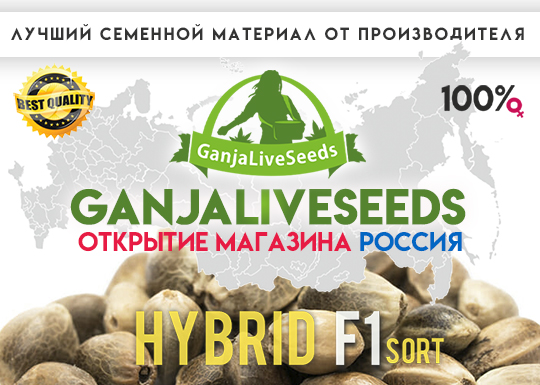 GanjaLiveSeeds открывает свой филиал и склад в России!